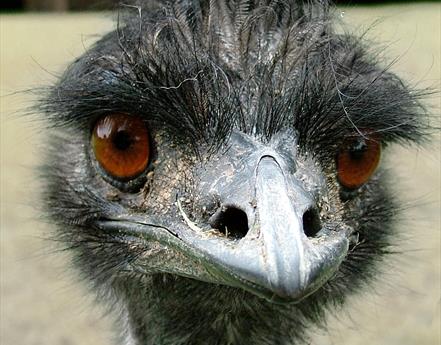 Birthday celebrations for one of the world’s oldest emus