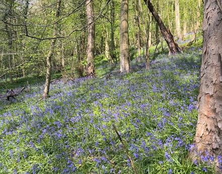 The most Instagrammable bluebell woods in Lancashire