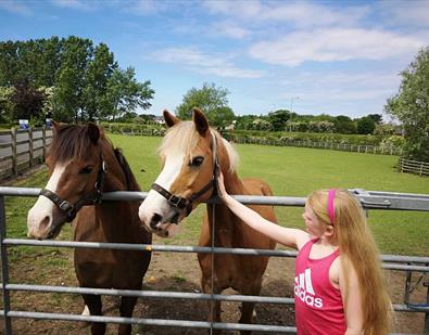Thumbnail for World Horse Welfare Penny Farm