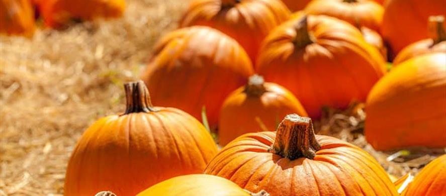 Pumpkin Picking at Greenlands Farm