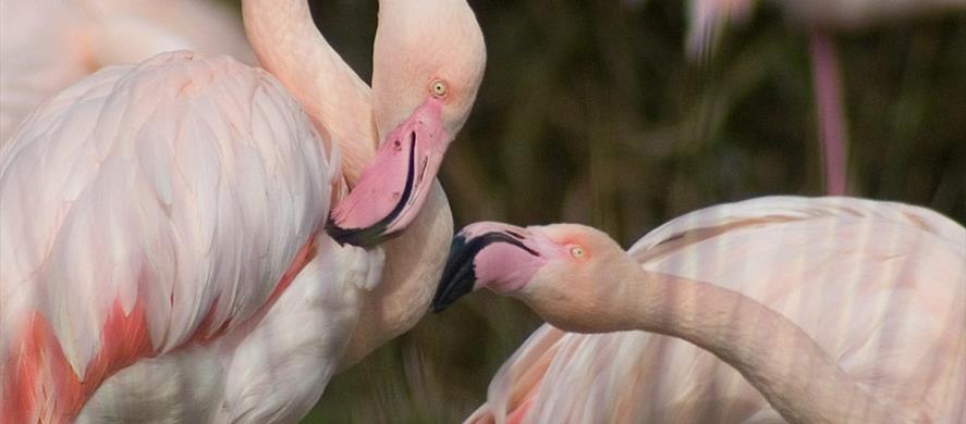 WWT Martin Mere Wetland Centre