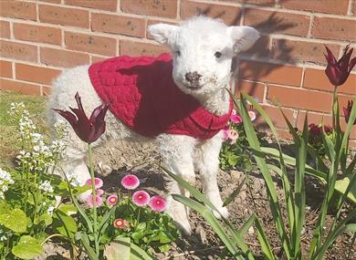Lamb at Ridgeway Farm