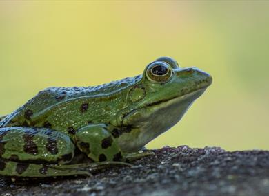 Frog close up