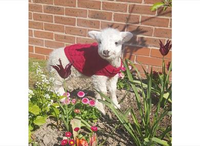 Spring Half Term Fun at Ridgeway Farm