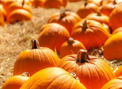 Pumpkin Picking at Greenlands Farm