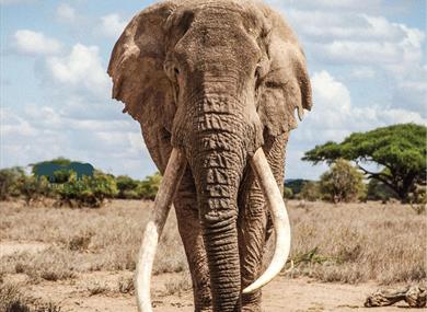 Saba Douglas-Hamilton - In the Footsteps of Elephants