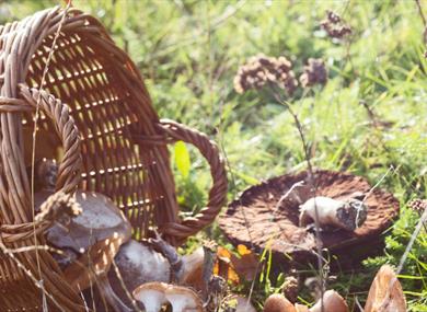 Winter Forager's Feast