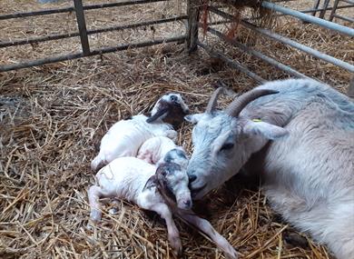 Meet the goat kids.