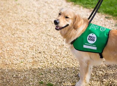 Meet Dogs for Good at Barton Grange