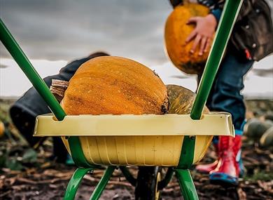 Pumpkin Picking Adventure