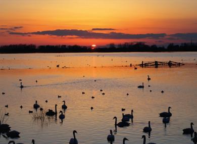 Floodlit Swans