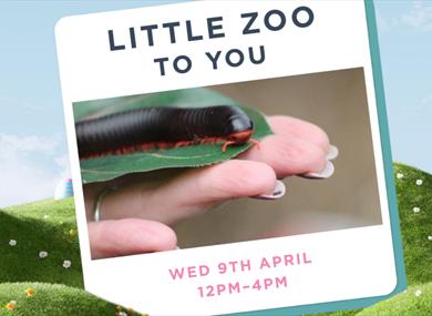 Little Zoo to You
