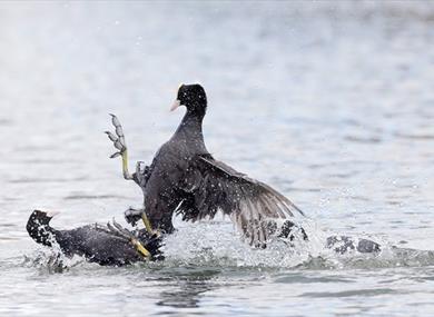 Wildlife Photography Workshop at WWT Martin Mere
