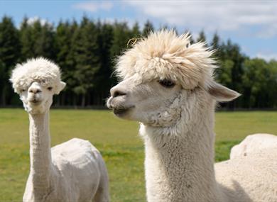 Open Farm Sunday