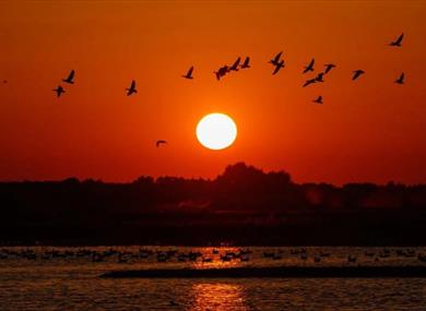 Late Night Opening: Goose Spectacular at WWT Martin Mere