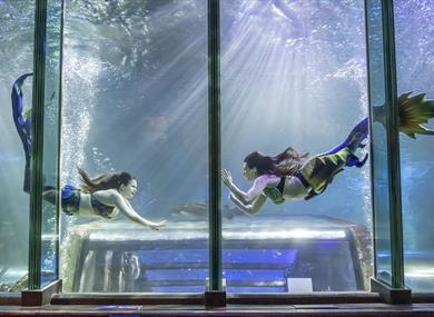 Meet the Mermaids