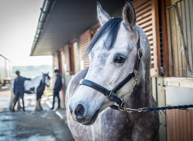 HAPPA Horse Experience Day