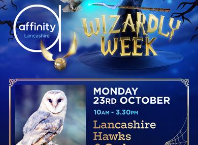 Meet the Hawks and Owls