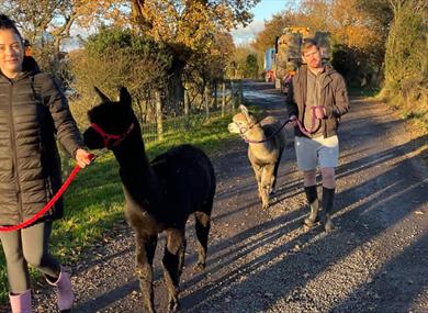 The Alpaca Walking Experience