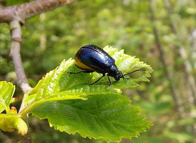 Family Insect Walk at Heysham Nature Reserve