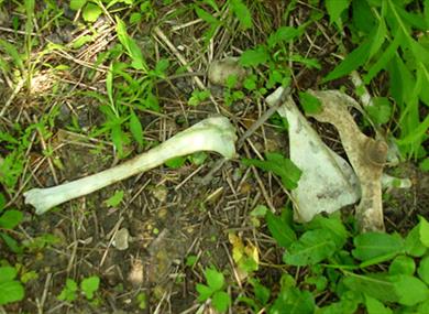What is that bone? Workshop