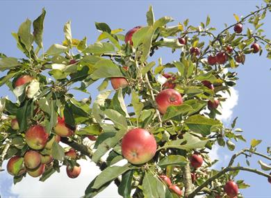Red apples on a tree against a blue sky and white cloud background.