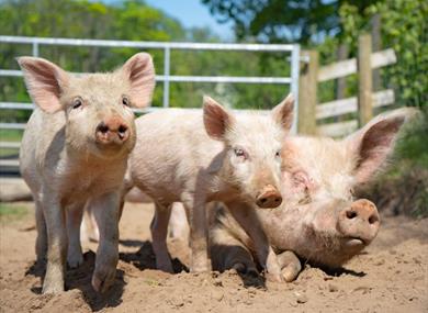 Bowland Wild Boar Park