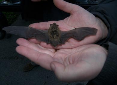 Bat_Forest of Bowland AONB