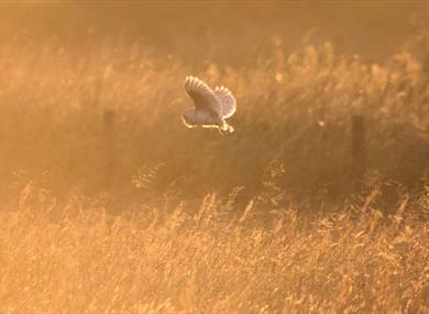 Bat and Barn Owl Nights (fully booked)