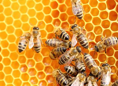 Two Day Beekeeping Course for Beginners