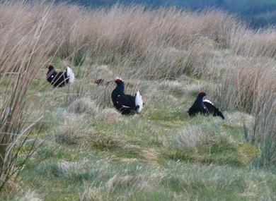 Black grouse group