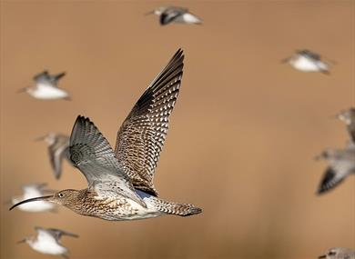 Meet the Birds of the Bay