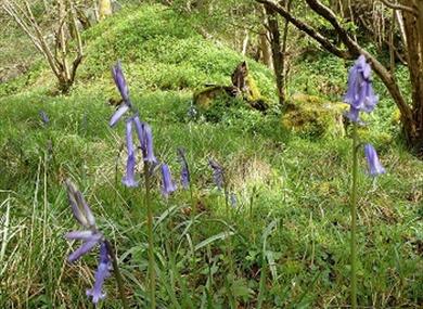 Bluebell woods, Forest of Bowland AONB