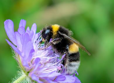 Bumblebee ID (Online)