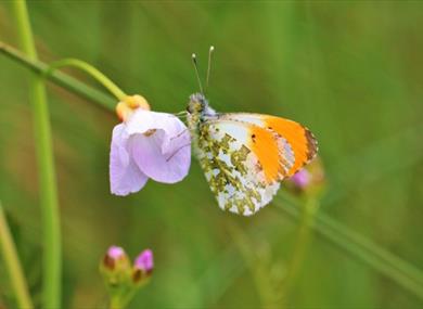 Talk by member of Lancashire Wildlife Trust
