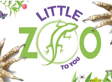 Little Zoo to You