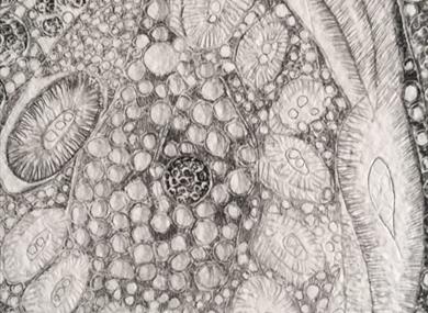 Drawing Workshop with Artist Carolyn Curtis Magri