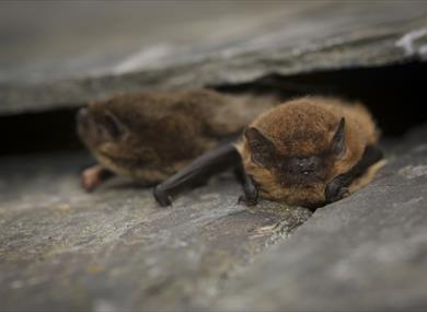 Common pipistrelle (c) Tom Marshall-12_0