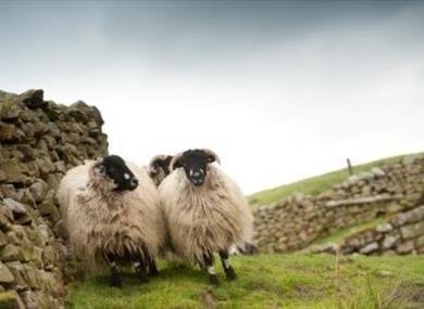 dalesbred sheep