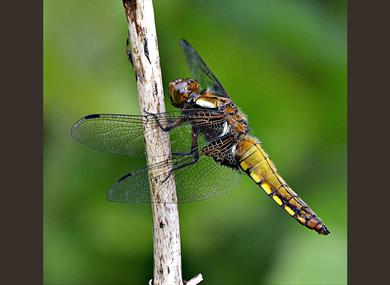 Introduction to Butterflies and Dragonflies at Brockholes