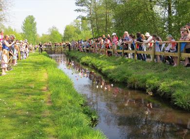 Annual Duck Race at Martin Mere