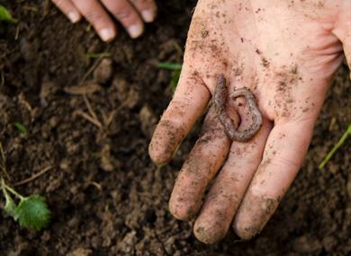 Earthworm Sampling Day