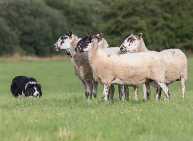 English National Sheepdog Trials at Myerscough College