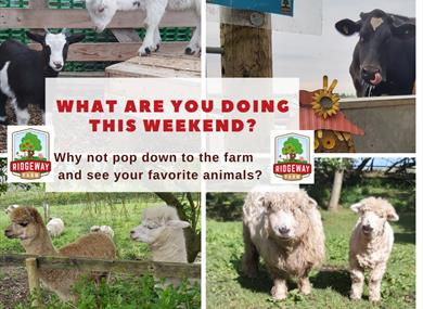Summer Fun at Ridgeway Farm