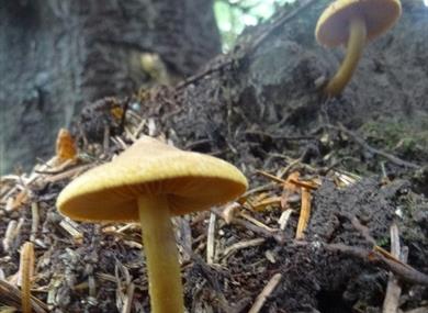 Festival Bowland 2022 - Fungi in the Forest of Bowland (online event)