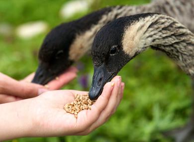 Hand Feeding at WWT Martin Mere