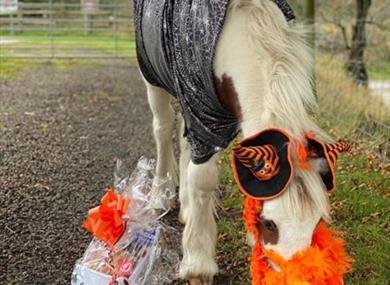 HAPPA's Hooftastic Halloween