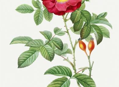 Herbal Rose Balm Workshop
