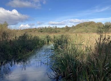 Heysham Nature Reserve.  Copyright Alan Wright.