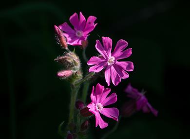 Botany by the Bay